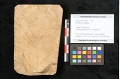 Foto (Objekt + Etikett) von Rhamnus frangula L. (NHMW-GEO-2024-0188-11623)